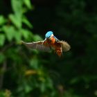 Eisvogel im Flug