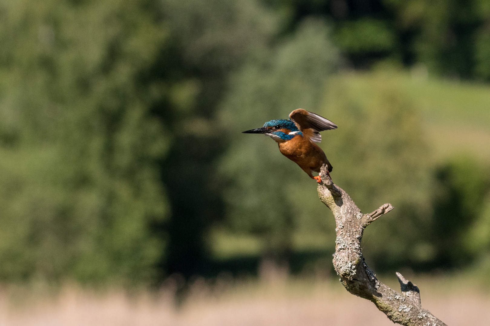 Eisvogel im Flug