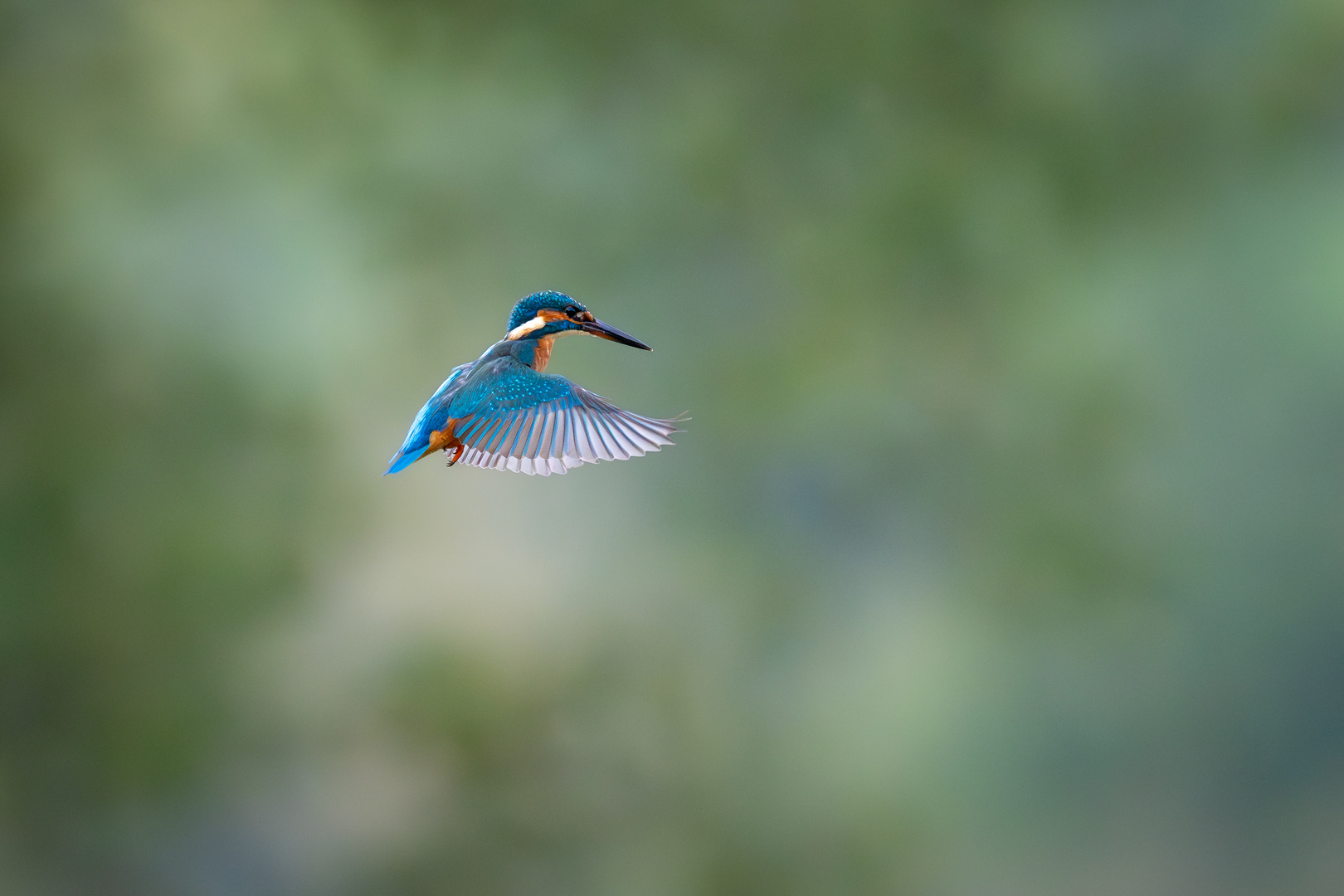 Eisvogel im Flug 2