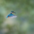 Eisvogel im Flug 2