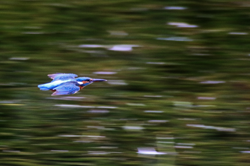 Eisvogel im Flug