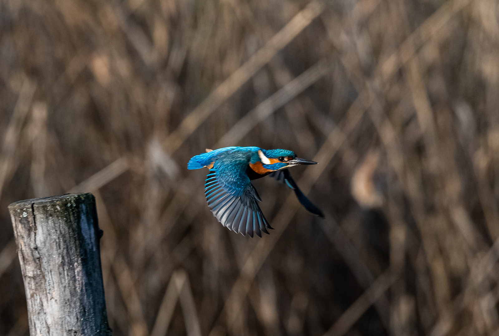 Eisvogel im Flug