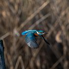 Eisvogel im Flug