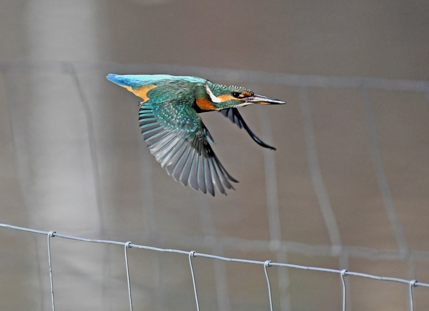 Eisvogel im Flug