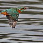 Eisvogel im Flug