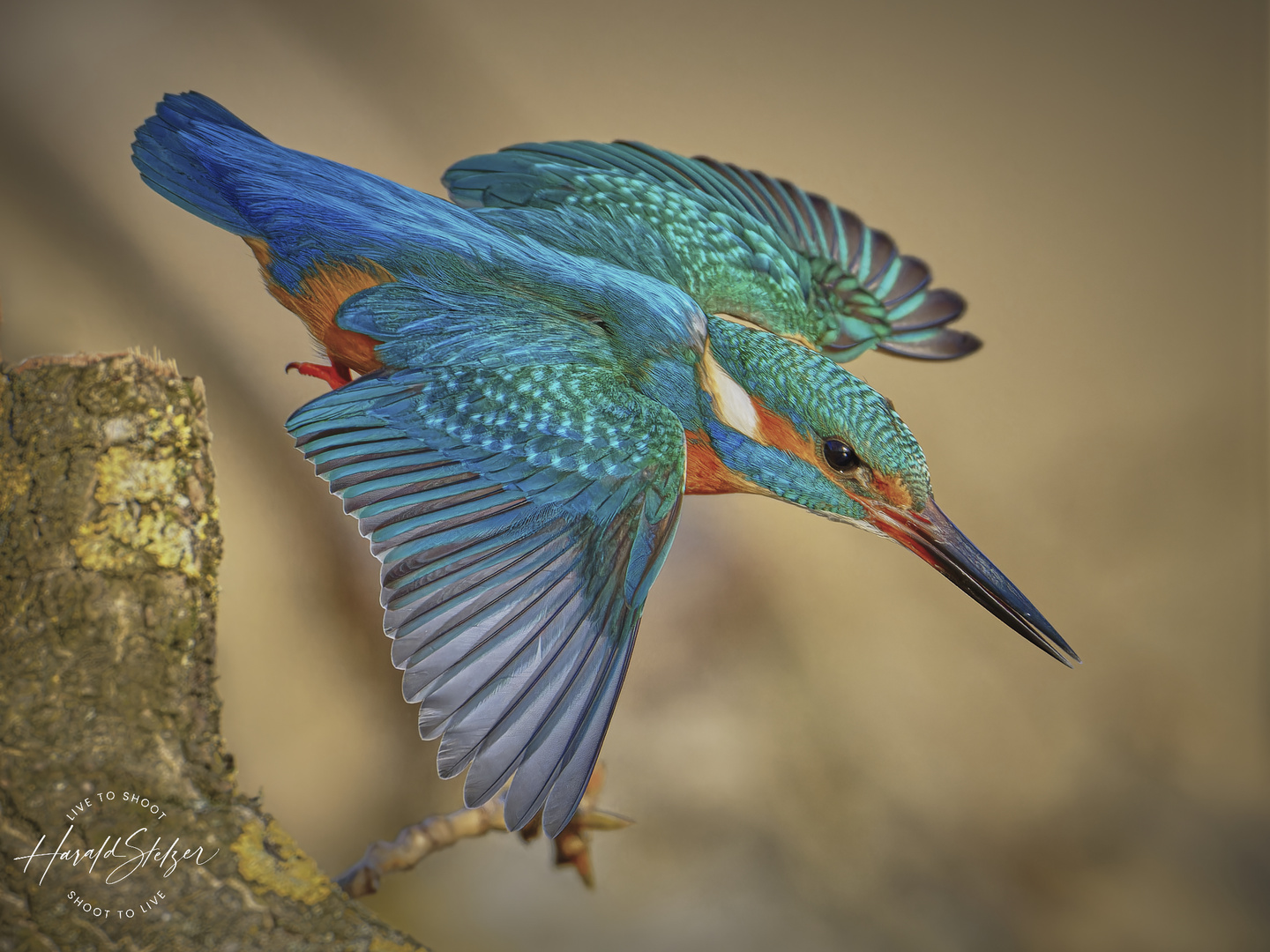 Eisvogel im Flug Foto & Bild tiere, wildlife, wild lebende vögel