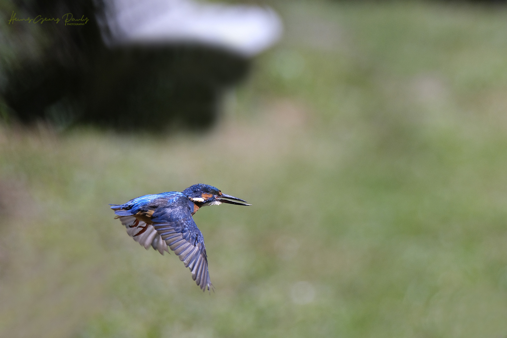 Eisvogel im Flug