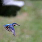 Eisvogel im Flug