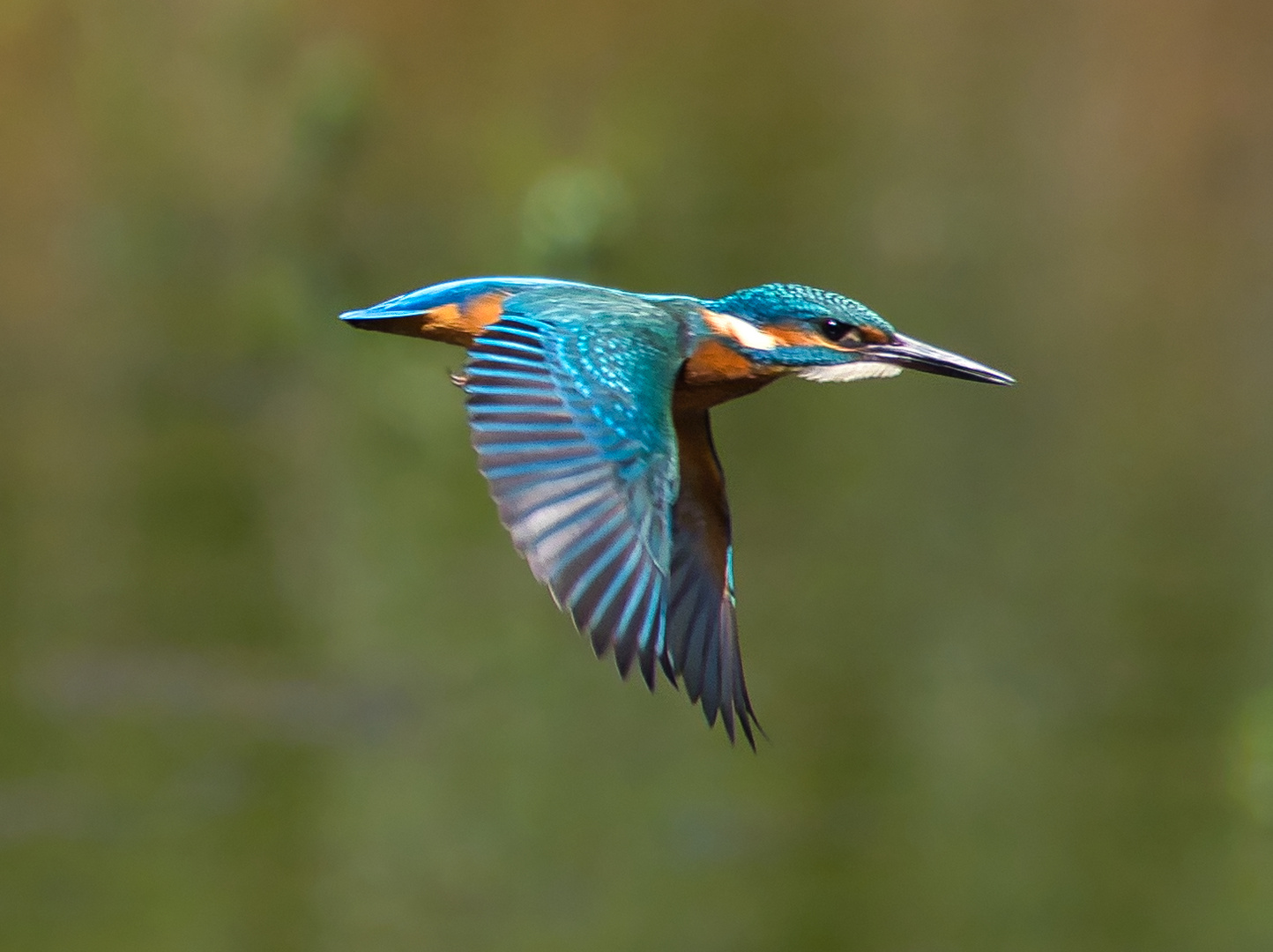 Eisvogel im Flug