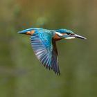 Eisvogel im Flug