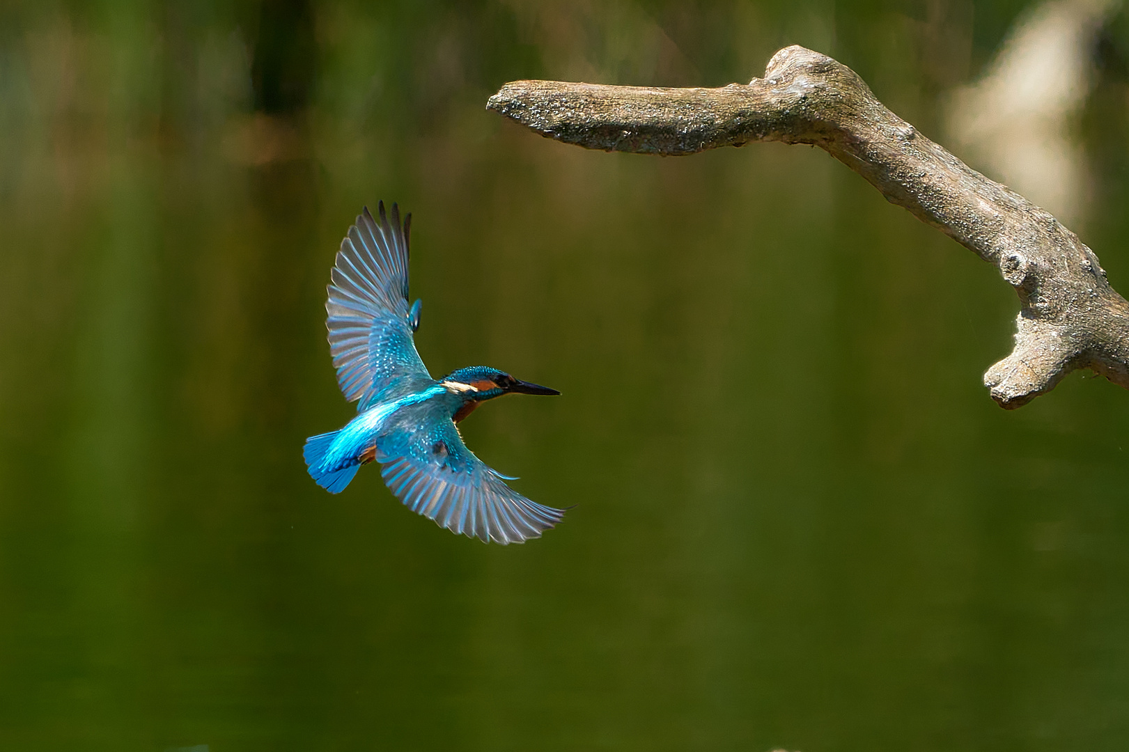 Eisvogel Im Flug Foto Bild Tiere Wildlife Wild Lebende Vogel Bilder Auf Fotocommunity