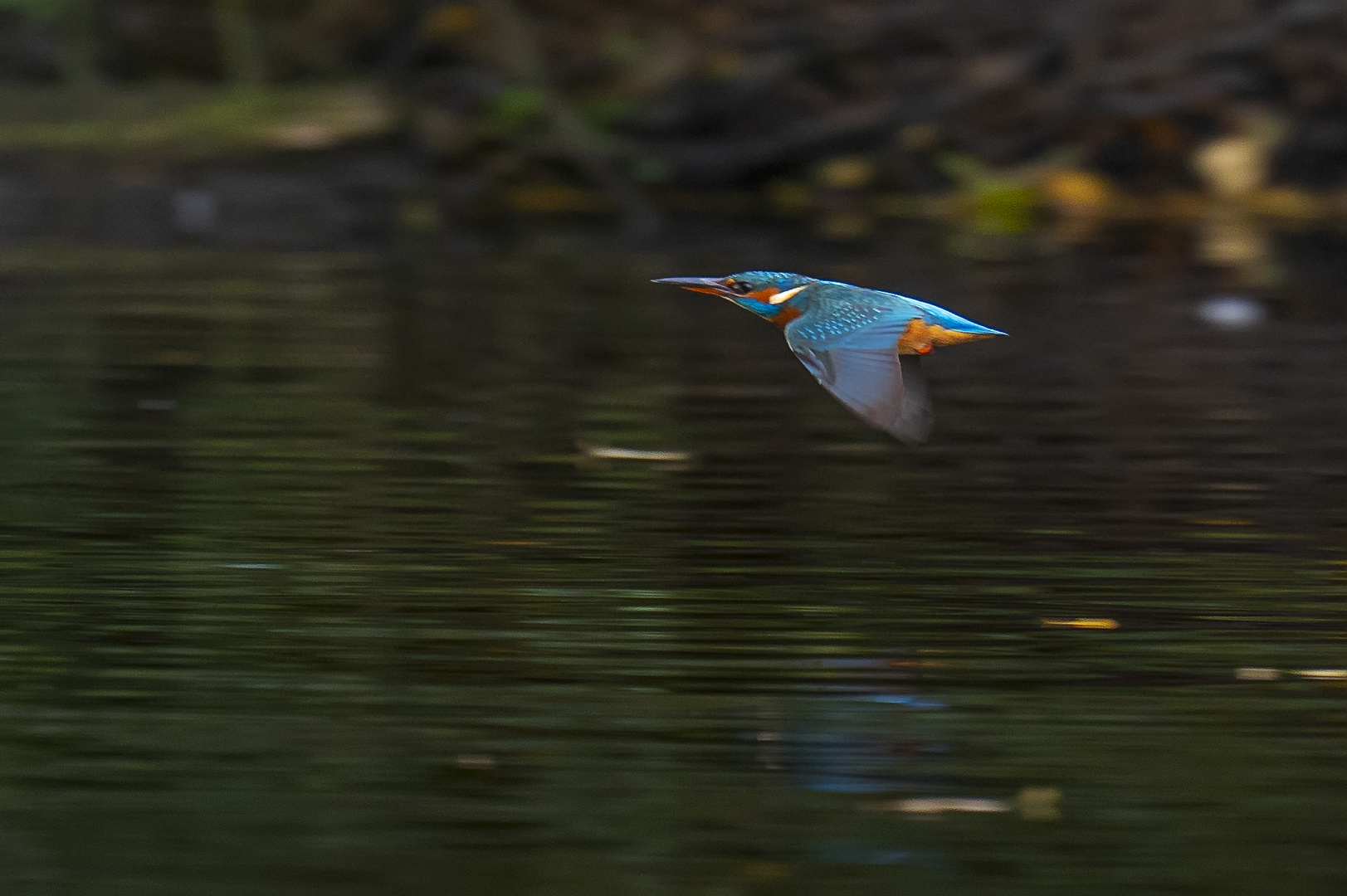 Eisvogel im Flug