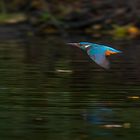 Eisvogel im Flug