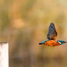 Eisvogel im Flug