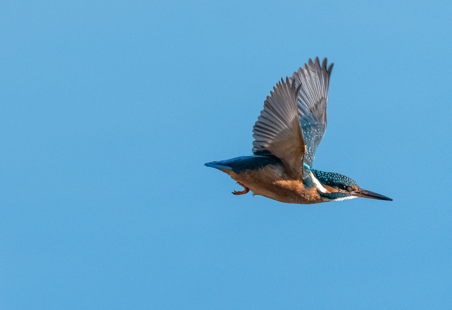 Eisvogel im Flug