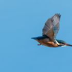 Eisvogel im Flug