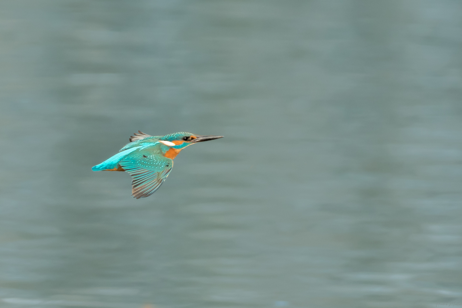 Eisvogel im Flug