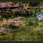 Eisvogel im Flug