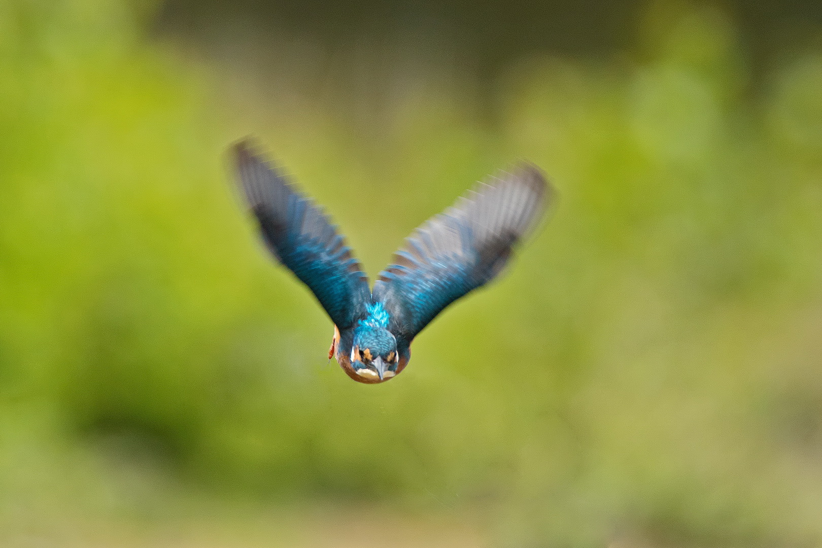 Eisvogel im Flug 