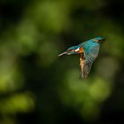 Eisvogel im Flug