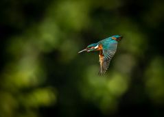 Eisvogel im Flug