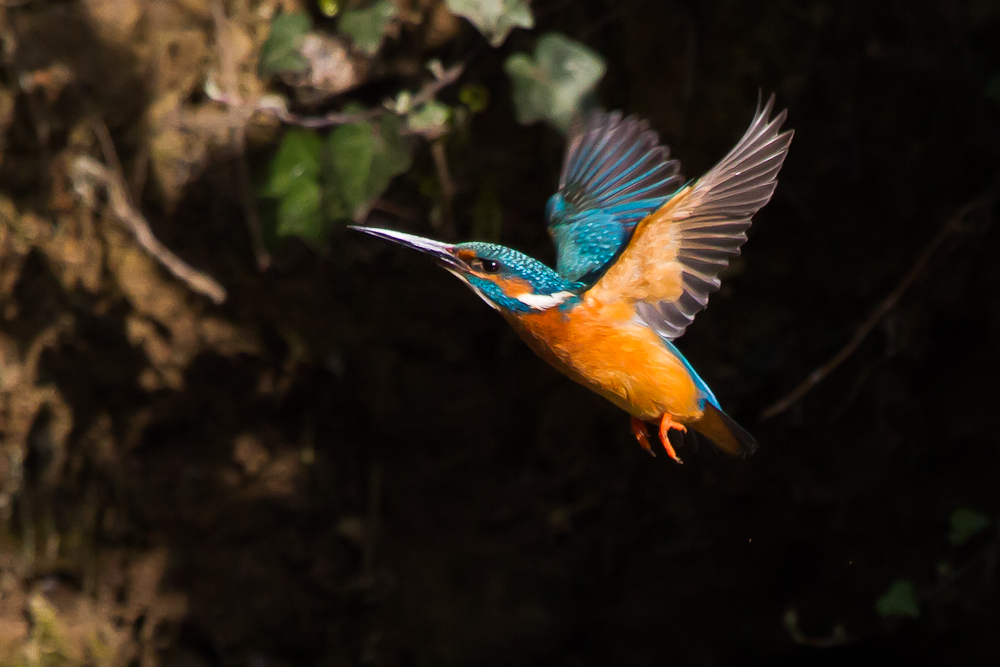 Eisvogel im Flug