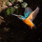 Eisvogel im Flug