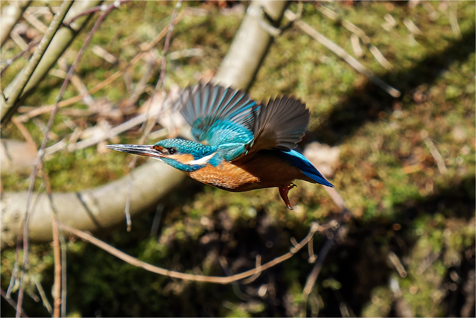 Eisvogel im Flug  .....