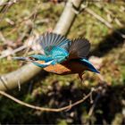 Eisvogel im Flug  .....