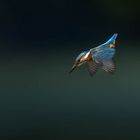 Eisvogel im Flug