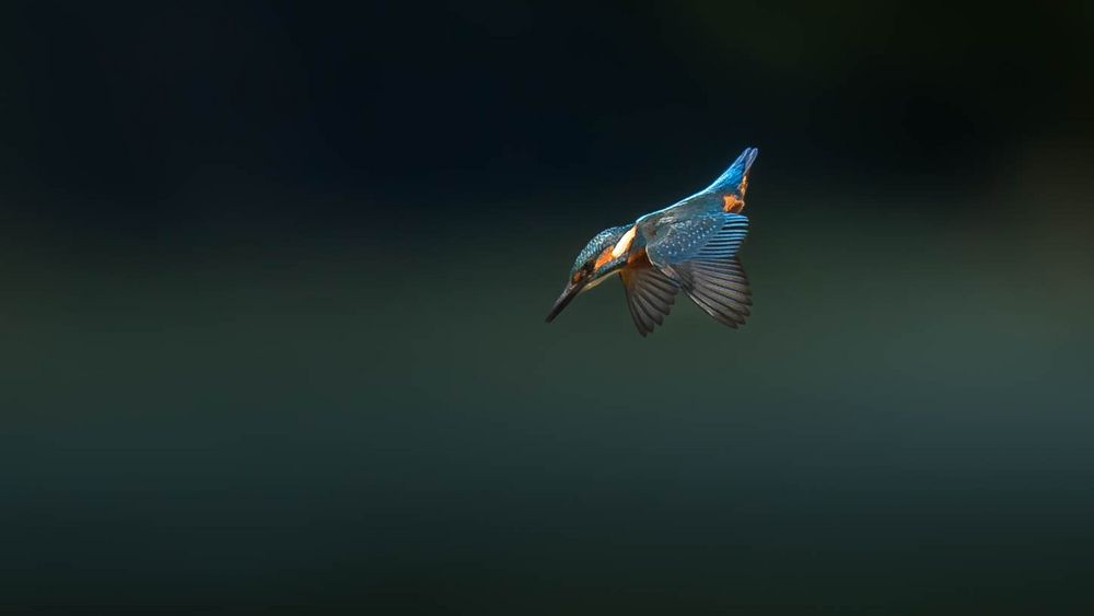 Eisvogel im Flug