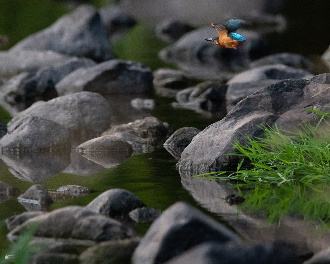 Eisvogel im Flug