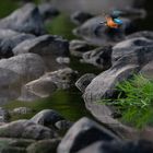 Eisvogel im Flug