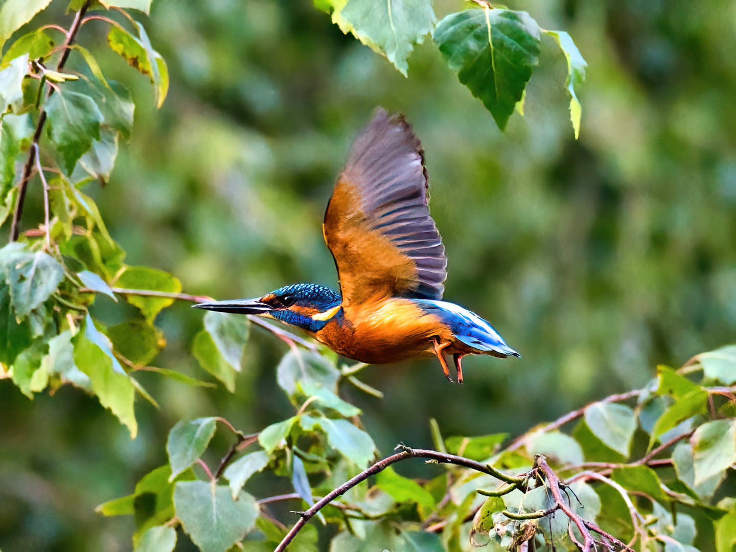 Eisvogel im Flug