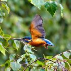 Eisvogel im Flug