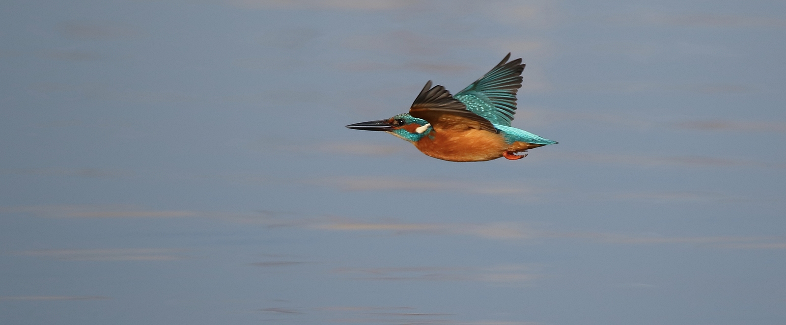 Eisvogel im Flug