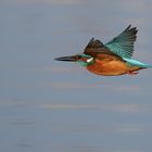 Eisvogel im Flug