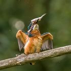 Eisvogel im Flug