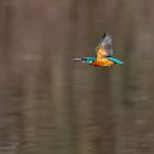 Eisvogel im Flug 