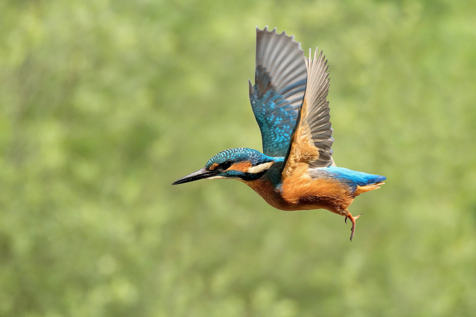 Eisvogel im Flug 