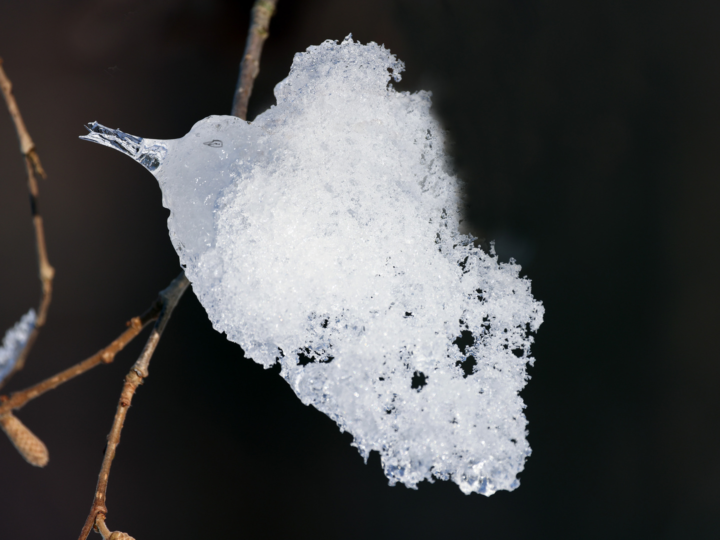 Eisvogel im Flug