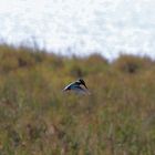 Eisvogel im Flug