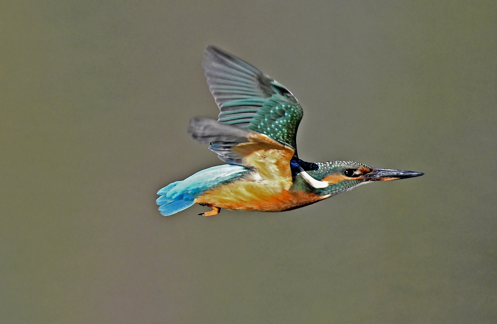 Eisvogel Im Flug Foto Bild Tiere Wildlife Wild Lebende Vogel Bilder Auf Fotocommunity