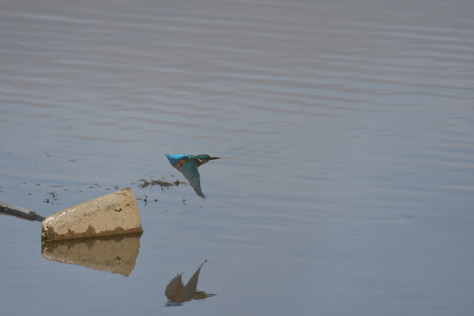 Eisvogel im Flug