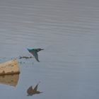 Eisvogel im Flug