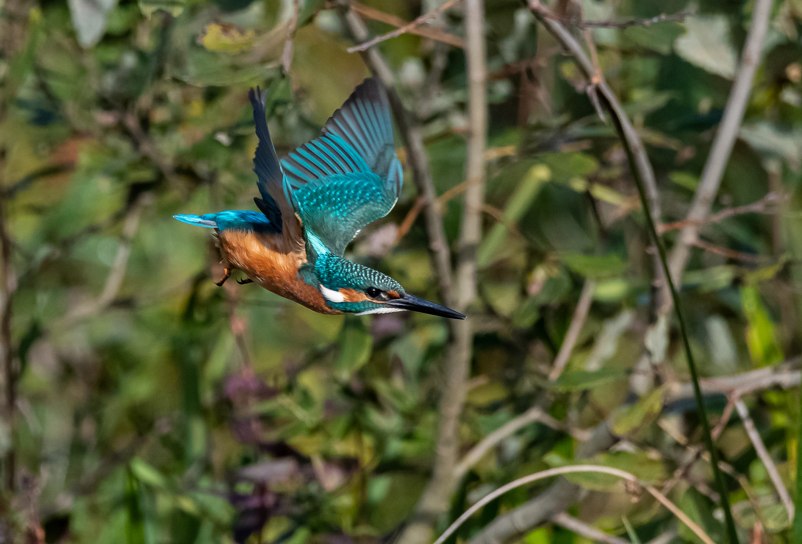 Eisvogel im Flug