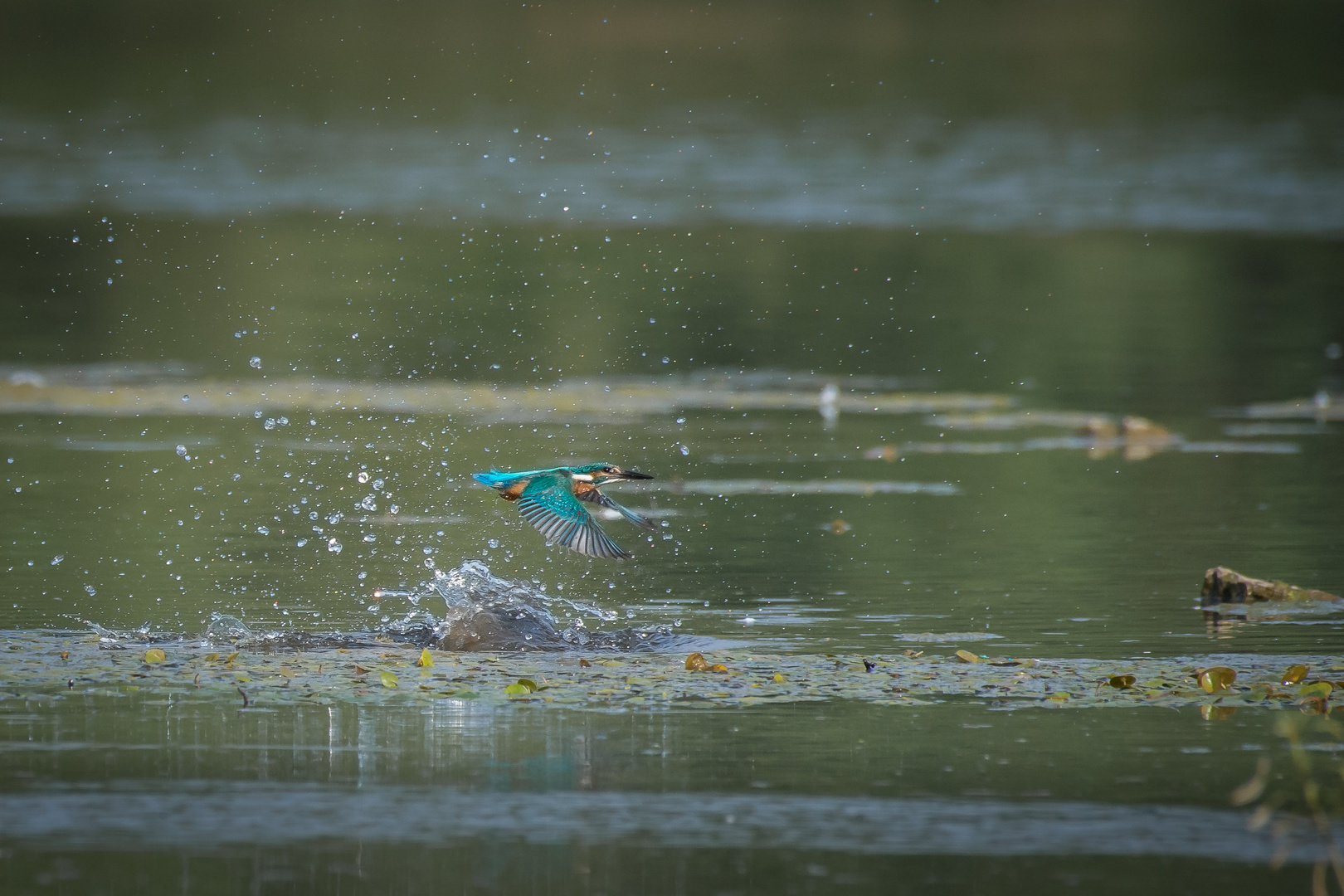 Eisvogel im Flug