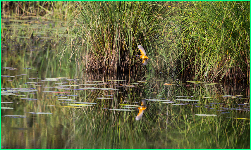 Eisvogel im Flug