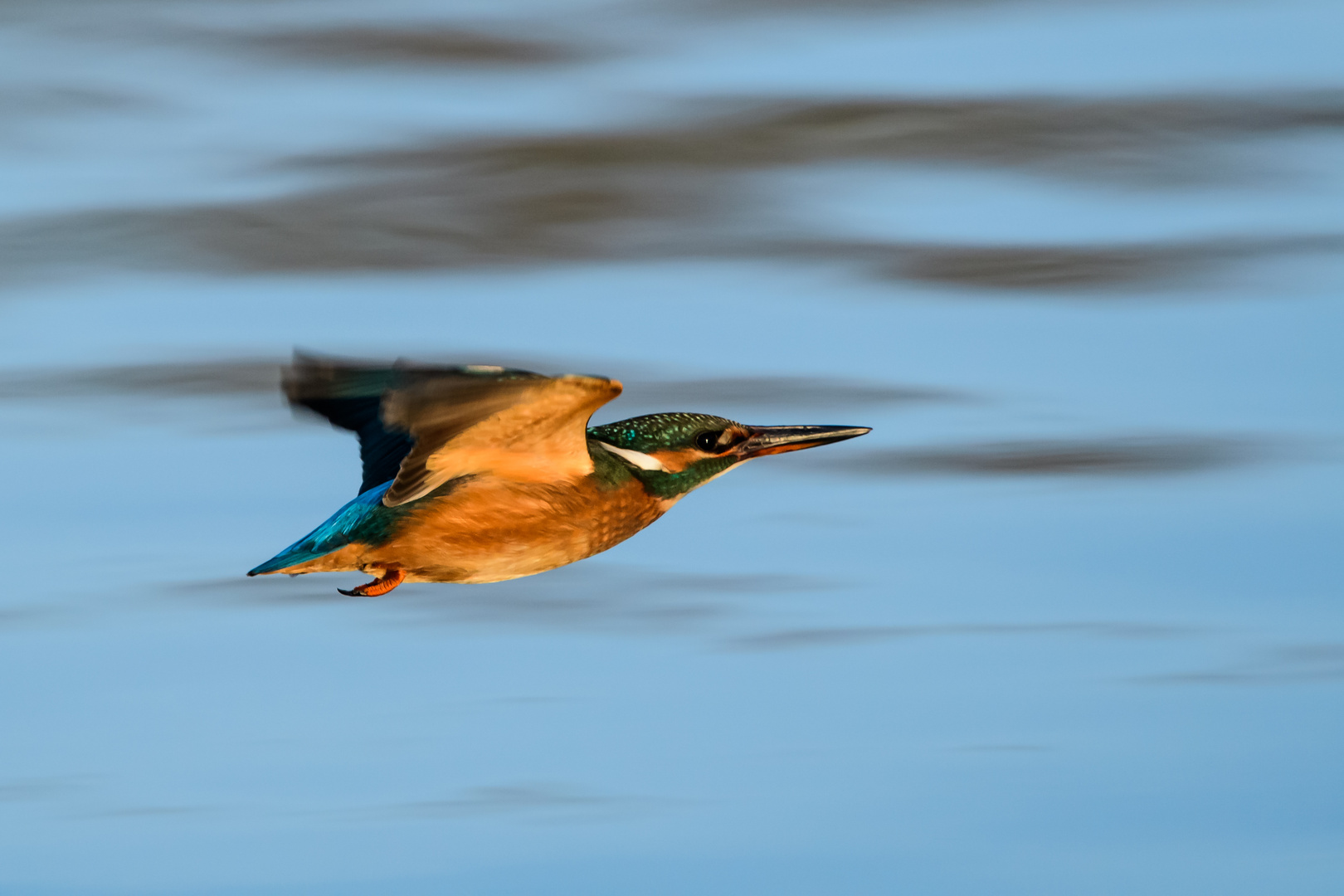 Eisvogel im Flug