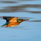 Eisvogel im Flug